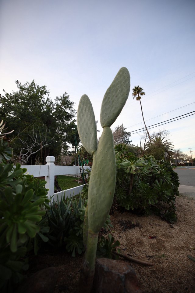 Tall Prickly Pear Cactus in Suburban Garden at Dusk