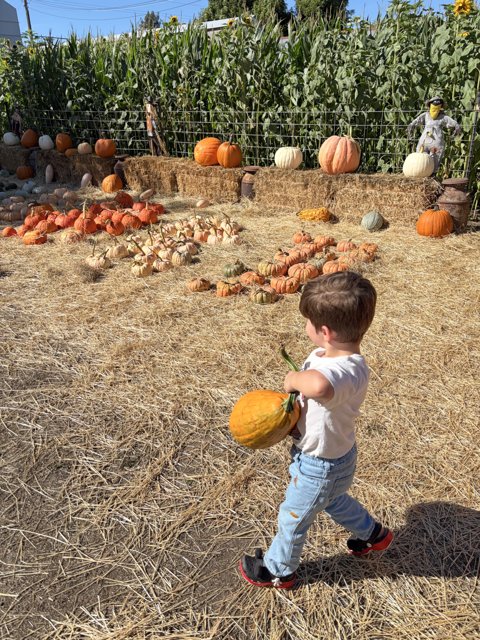 Pumpkin Adventures in Santa Rosa