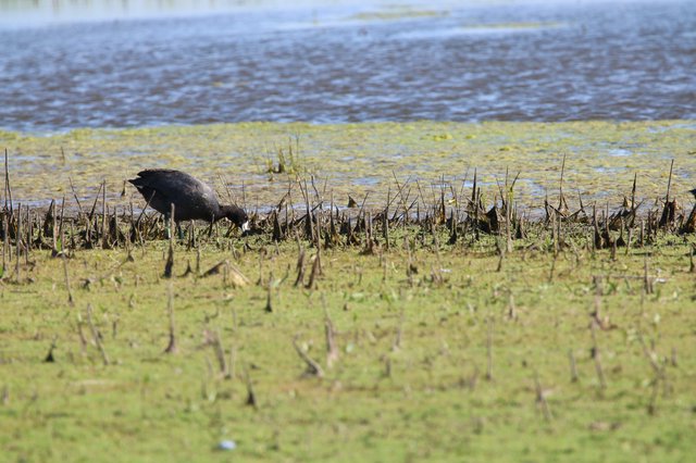 Glossy Ibis Foraging in Flooded Agricultural Field