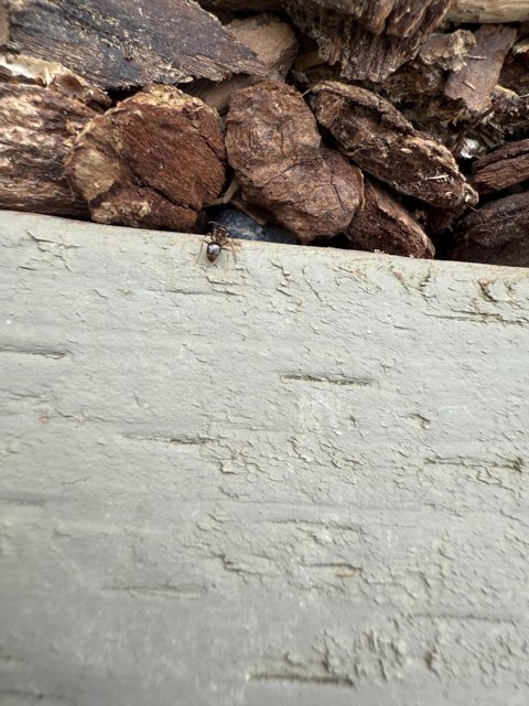 Insect Explorer on Slate