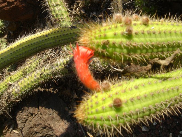 Vibrant Cactus Blossom