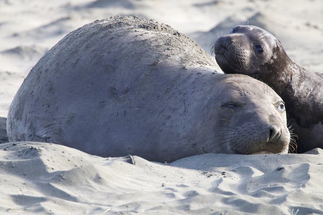 Elephant Seal Mother and Pup Resting at Drakes Beach