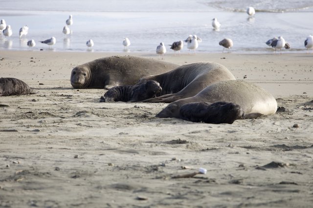 Elephant Seal Mothers and Pups Resting on Drakes Beach