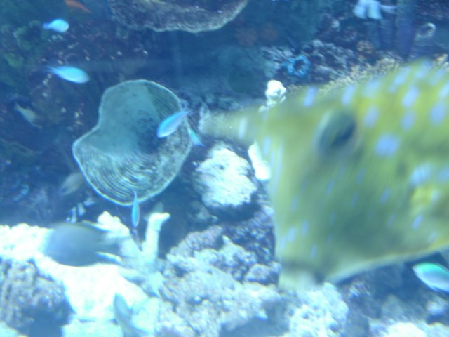 A Colorful Fish in its Aquatic Habitat
