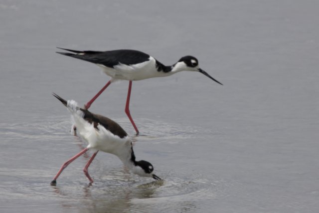 Harmony at San Pablo Bay