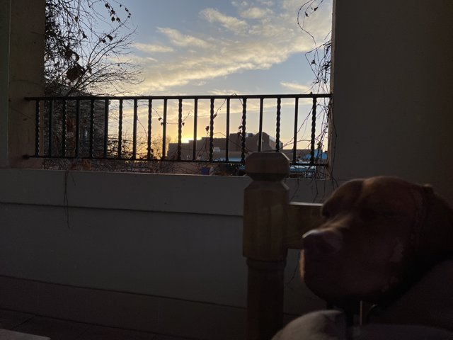 Pensive Pup on the Balcony