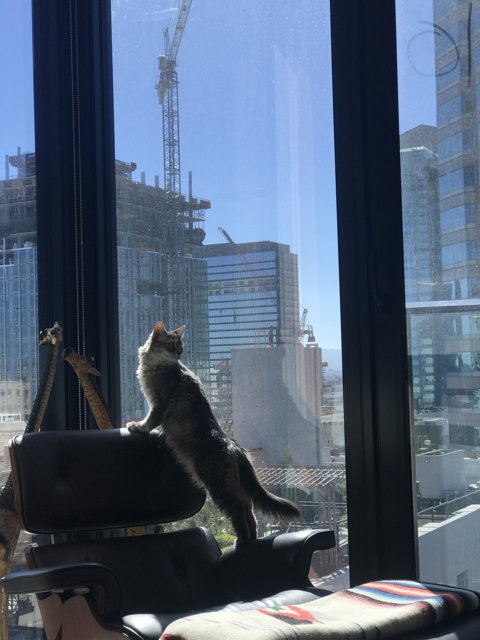 Urban Cat Watch