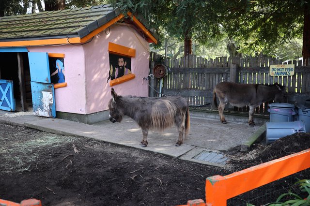 Miniature Donkeys at Decorated Petting Zoo Enclosure