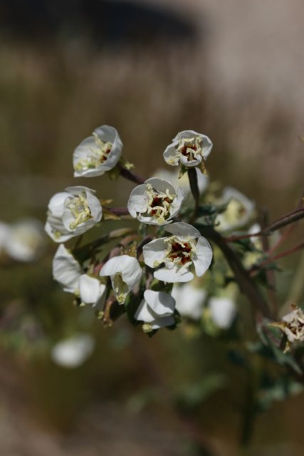 White Flowers with Brown Spots