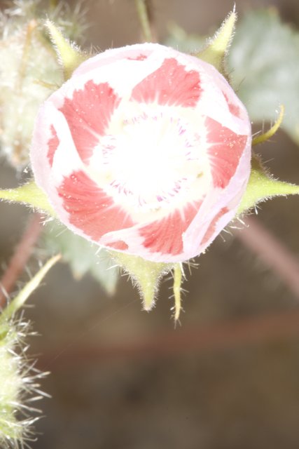 Pink Geranium Blossom