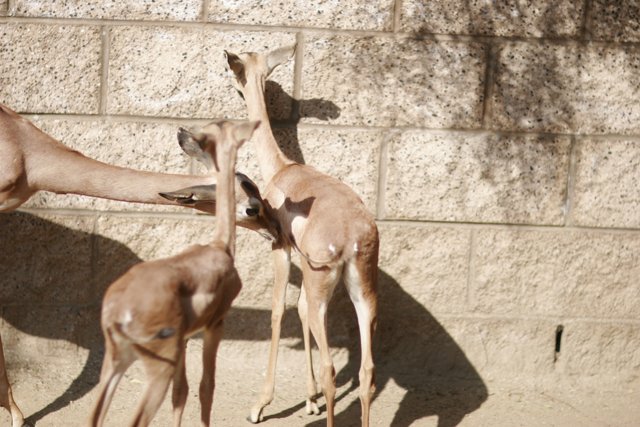 Gazelles at the Wall