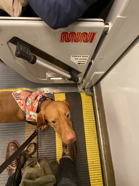 Stylish Canine Commuter