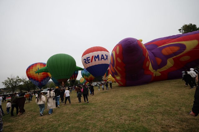 Colorful Hot Air Balloons Inflate at Sonoma County Classic