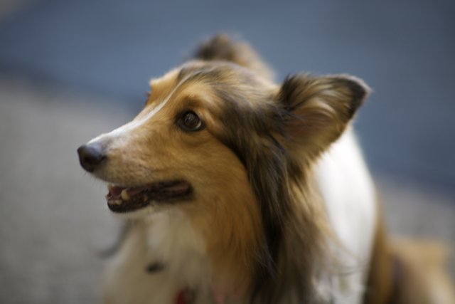 Long-Faced Collie