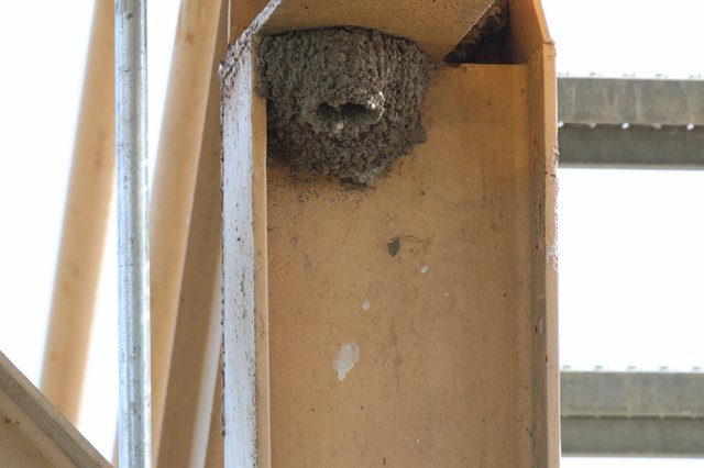 Mud Swallow Nest on Wooden Beam Structure