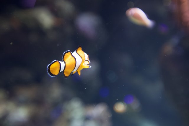 Under the Sea with a Clown Fish