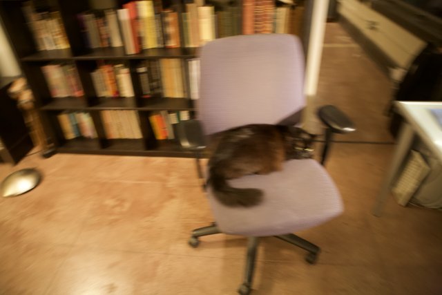A Feline Reader