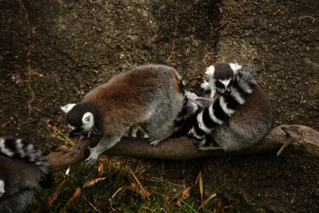 Lemur Luncheon on a Limb