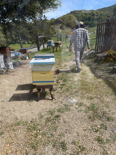Beekeeping in the California Countryside
