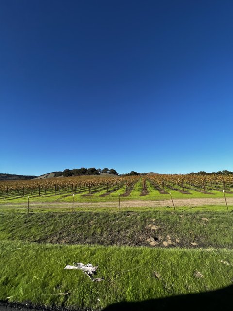 A Bird's Eye View of Napa Valley's Vineyards
