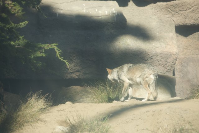 The Lone Wanderer of San Francisco Zoo