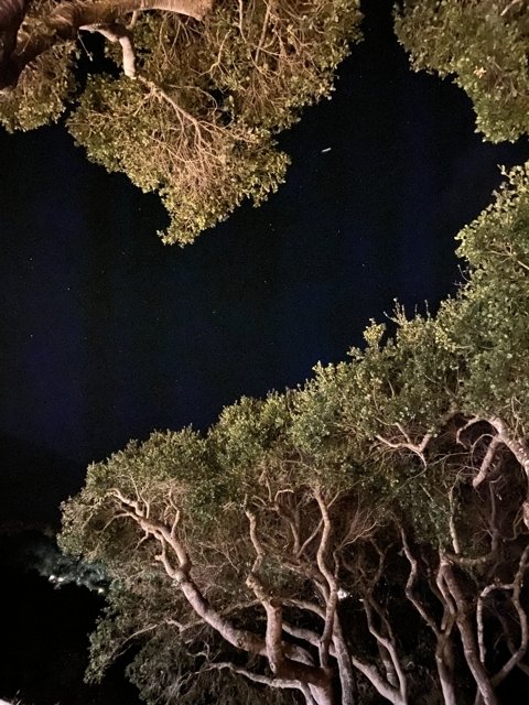 Moonlit Trees in Carmel