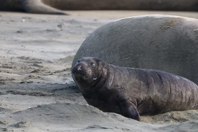 Young Elephant Seal Pup Resting on Sandy Beach