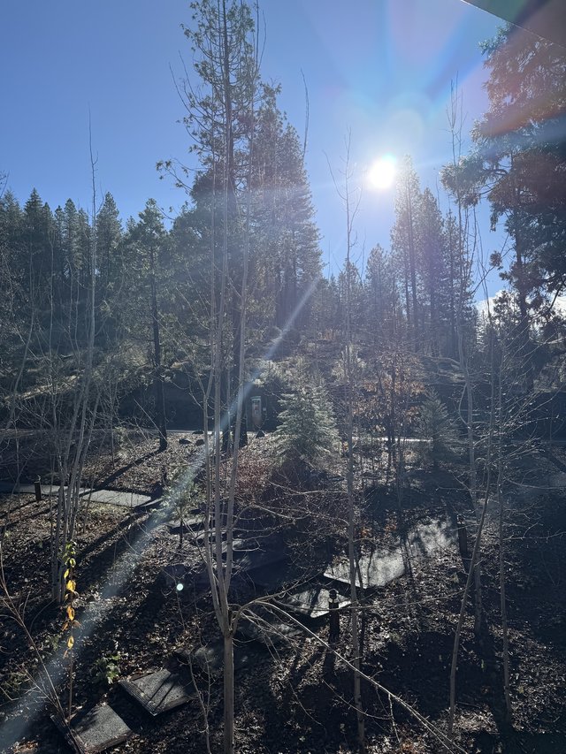 Winter Sun Blazing Through Yosemite's Bare Forest