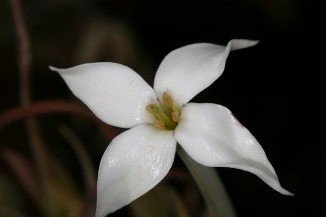 White Lily with Green Stamen