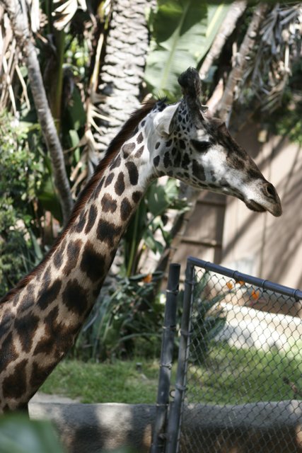 Regal Giraffe in Zoo Enclosure