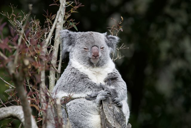 Peaceful Ascent - Majestic Koala at SF Zoo