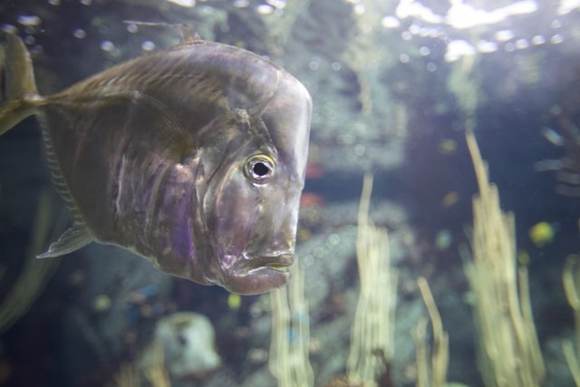 Peaceful Coho in Aquatic Oasis