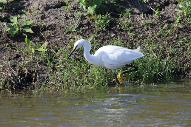 Snowy Egret Hunting Along Muddy Riverbank