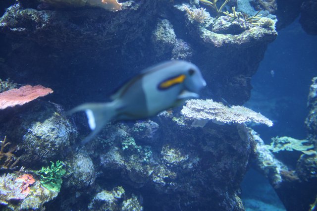 Powder Blue Surgeonfish Swimming Among Coral Reef