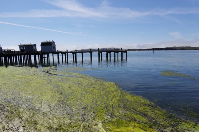 Seaweed-Covered Shore with Wooden Pier Structure