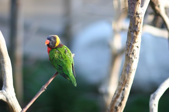 Colorful Parakeet on a Branch in the Woods