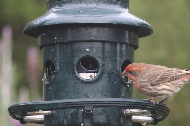 House Finch Perched on Garden Bird Feeder