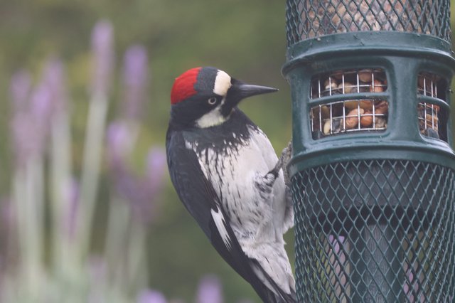Acorn Woodpecker Feeding at Backyard Bird Feeder