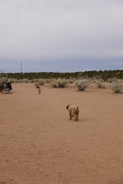 Airedale Terrier enjoying a desert run