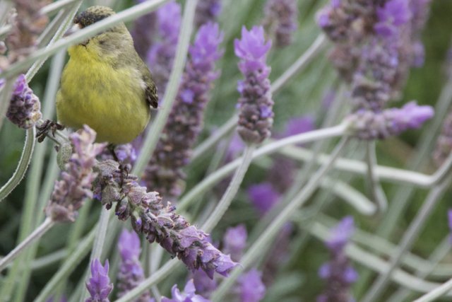 Lavender Melody