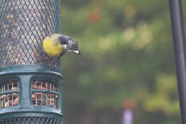 Yellow Finch Feeding at Garden Bird Feeder