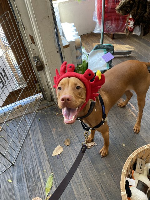 Stylish Pit Bull in a Red Hat