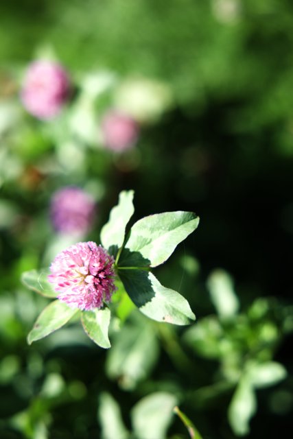 Blooming Brilliance in Regenerative Gardening