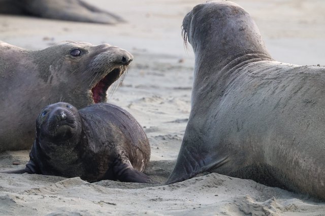 Elephant Seal Pup Between Two Adults at Drakes Beach