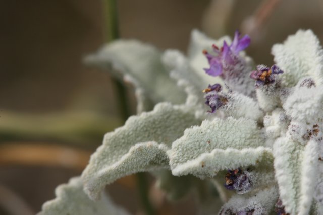 Purple Geranium in the Frost
