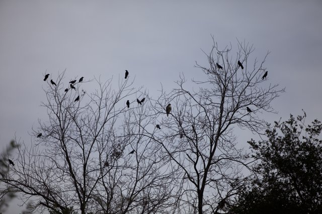Gathering of Blackbirds on a Silhouette Branch