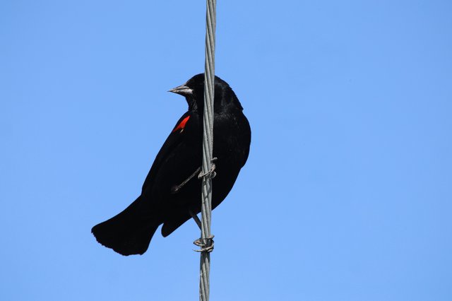 Red-Winged Blackbird Perched on Wire Against Blue Sky