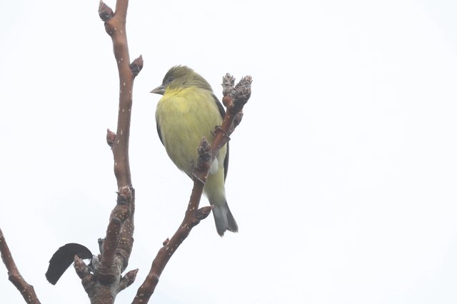 Lesser Goldfinch Perched on Winter Branch