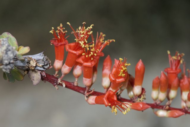 Close-up of Red Flowers on a Branch