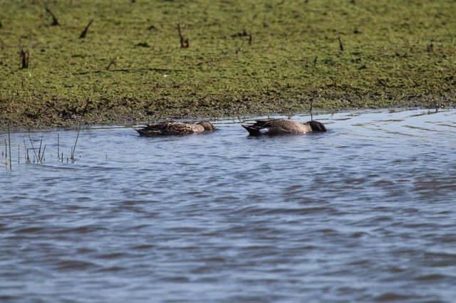 Pair of Blue-winged Teal Resting in Wetland Shallows